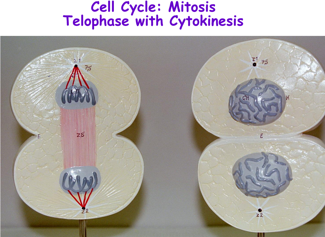 Picture Library Stock Anaphase Drawing Labeled - Cell Division Model Labeled (1100x800), Png Download