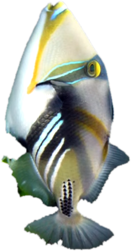 Triggerfish - Carolina Hardware And Decor Picasso Triggerfish 1.5" (262x500), Png Download