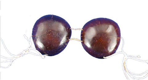 Coconut Bikini Top - Tropical Sun Imports Llc 832008 Coconut Bikini Top (480x480), Png Download