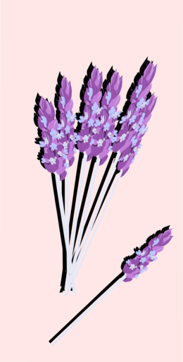 English Lavender Clipart - Make Your Own Flavored Sugar Cubes (260x513), Png Download