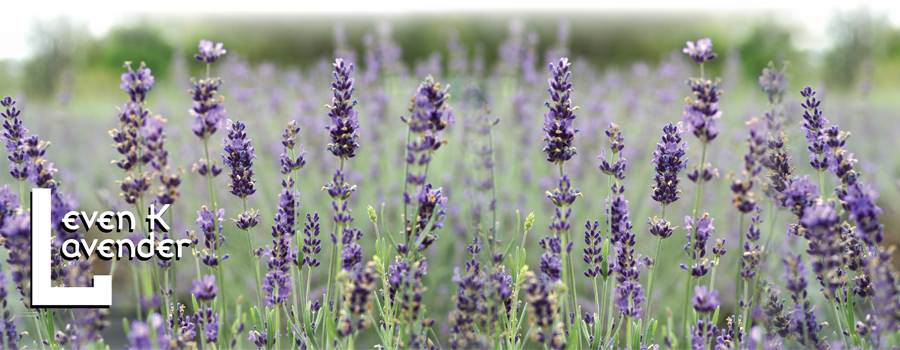 If Nothing Else The Enjoyment From Growing Such A Beautiful - English Lavender (900x350), Png Download