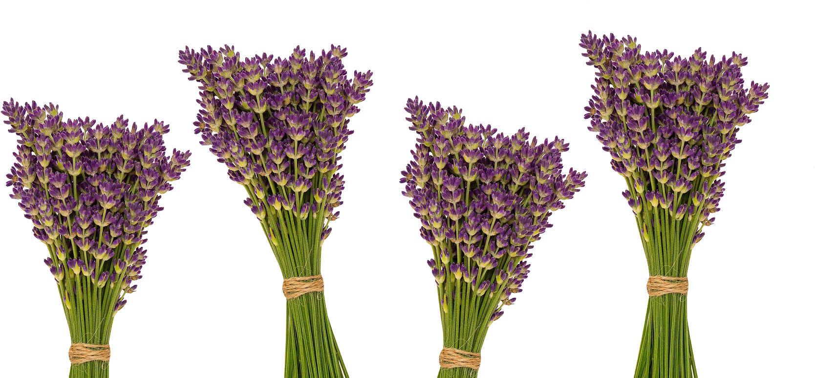 Lavender - Essential Oil (1920x1280), Png Download