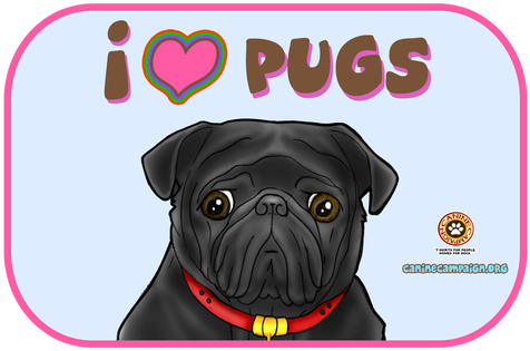 Pug (498x384), Png Download