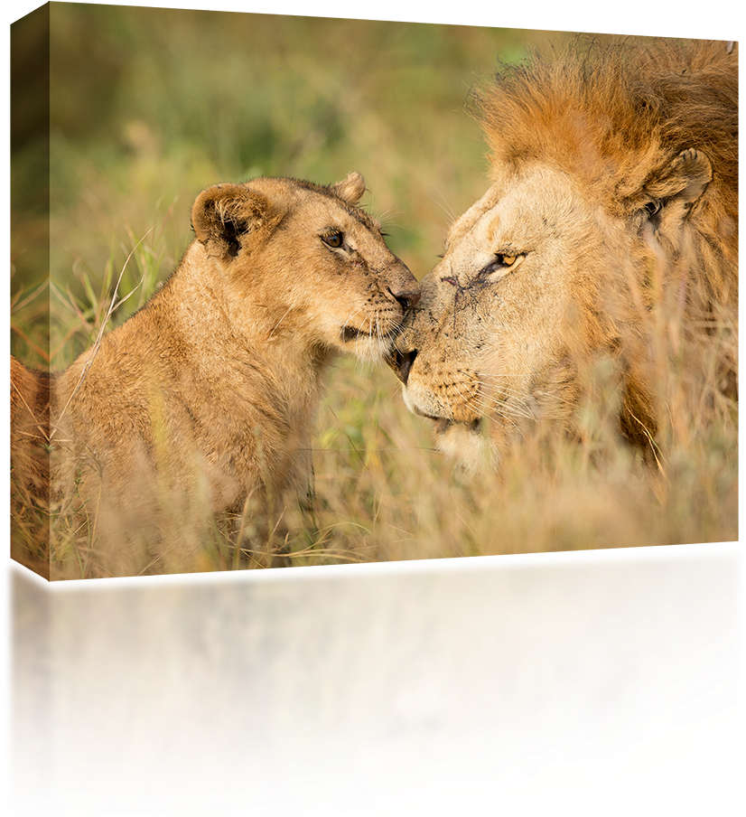 Lion Cub - Serengeti (1024x1024), Png Download