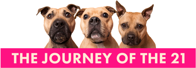 Three Years Ago, Authorities Raided A Compound In Tilbury, - Secrets Of Big Business Innovation By Daniel Taylor (1000x264), Png Download