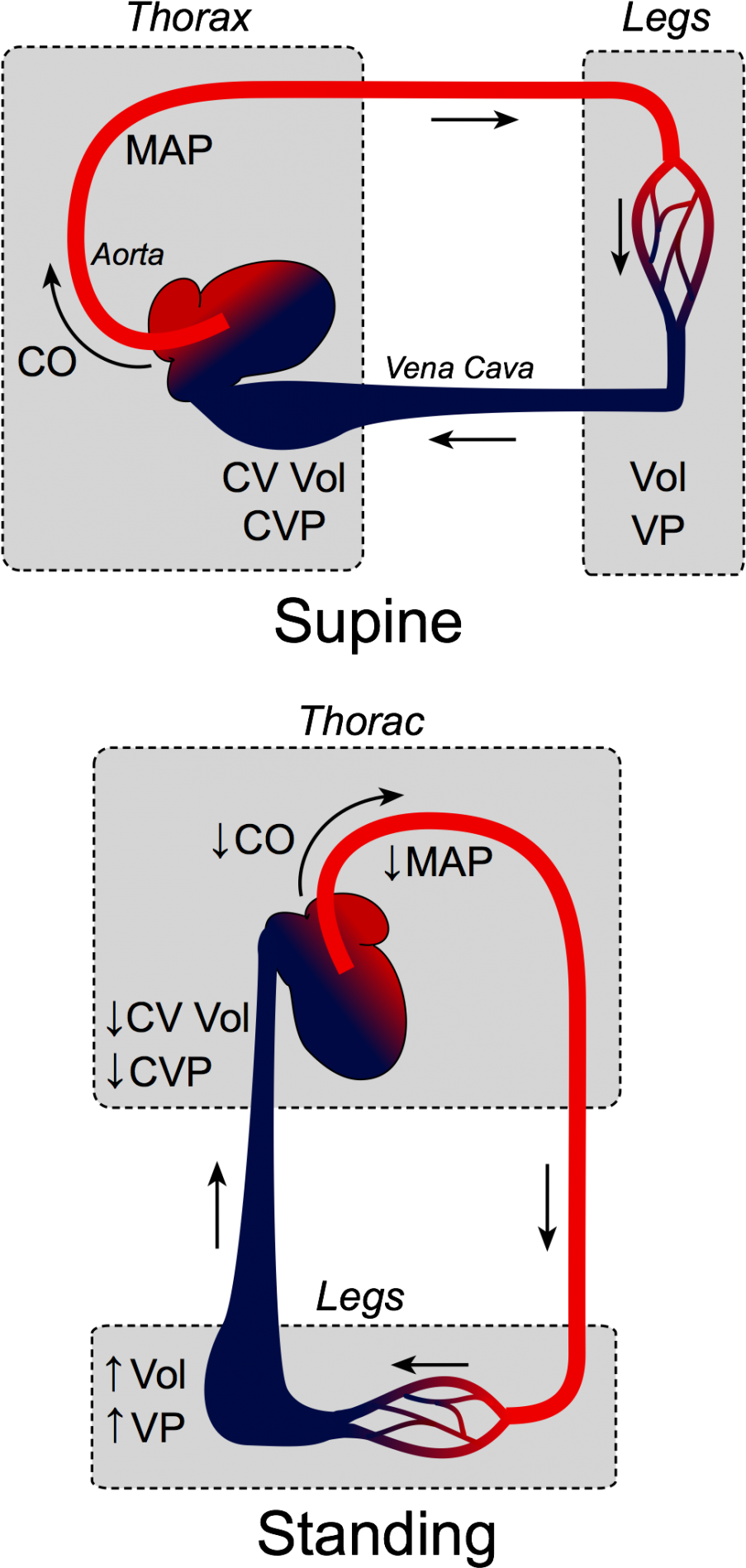 Effects Of Gravity On Venous Return - Gravity Venous Return (929x1920), Png Download