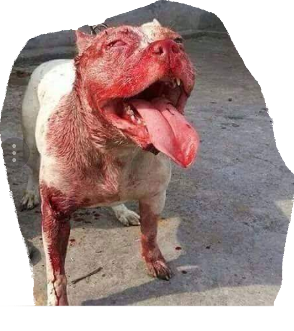 1mib, 1005x1132, 20171225 082534 (1005x1132), Png Download