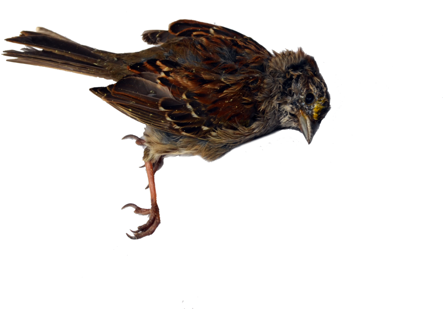 Bird (1077x741), Png Download