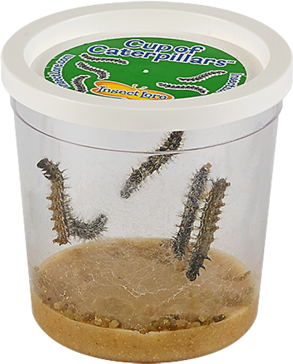 Insect Lore Live Cup Of Caterpillars With Butterfly (800x800), Png Download