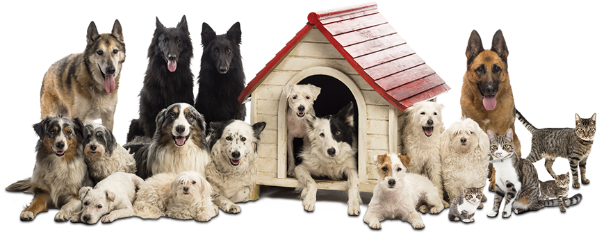 Birds, Cats, Dogs, Fish, Mice, Rabbits, Rats, Turtles - Dog (931x381), Png Download