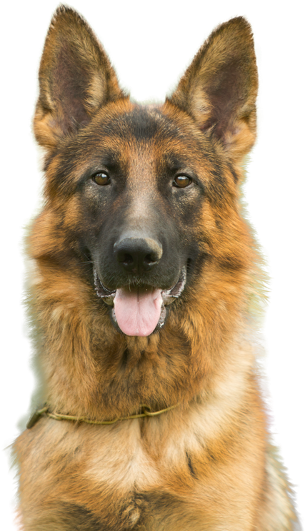 For Dogs, Cats, And Horses - Dogs And Cats (431x750), Png Download