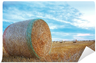 Hay (400x400), Png Download