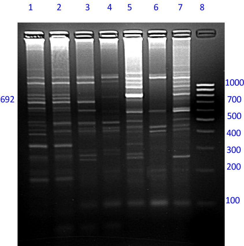 Amplification Of Type And Sex Wise Pooled Yak Dna By - Architecture (850x856), Png Download