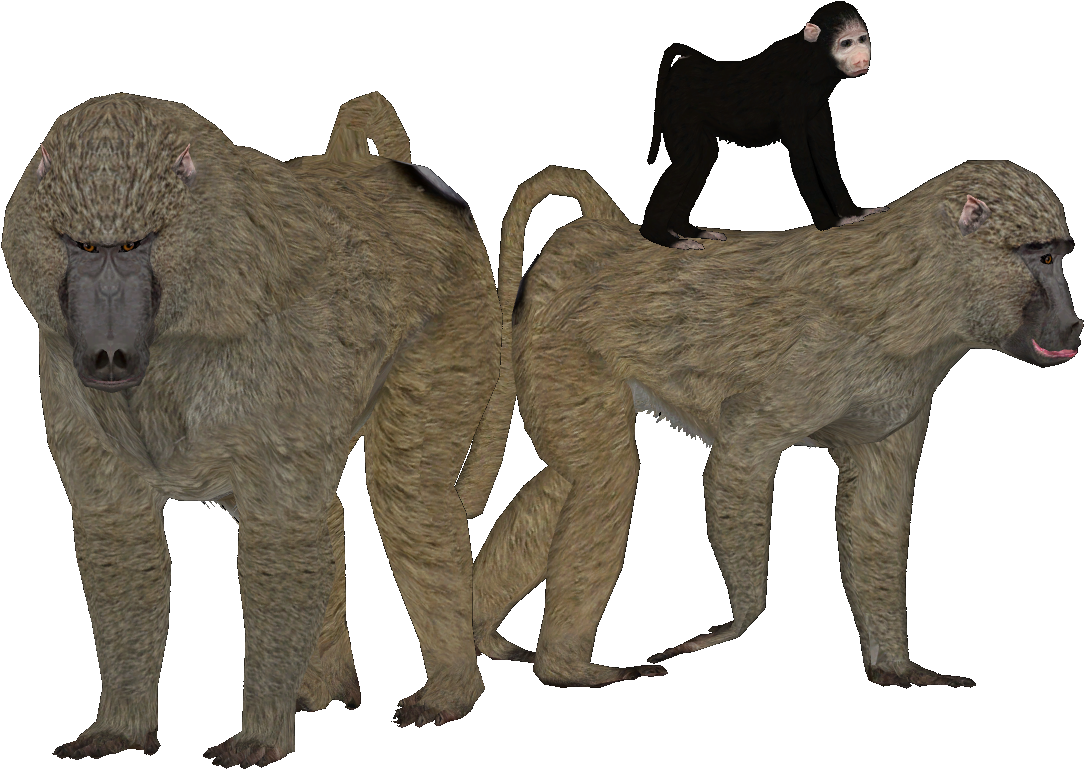 Eqosip9 - Olive Baboon Zt2 (1166x841), Png Download