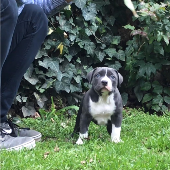 Pitbull Forest House - Alapaha Blue Blood Bulldog (1024x576), Png Download