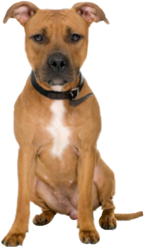 Especies De Pitbull (480x508), Png Download