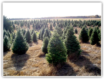 Balsam Fir ) Very Popular Christmas Tree - Fraser Fir (489x325), Png Download