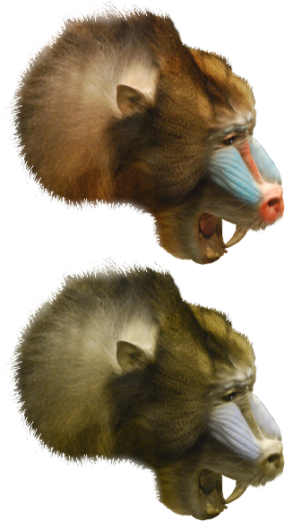 Image Of A Mandrill Represented With Three Colors And - Mandrill (340x595), Png Download