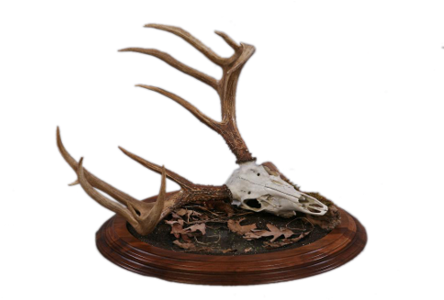 Previous Next - Driftwood (500x375), Png Download