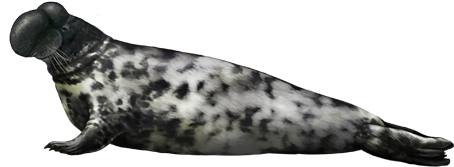 Hooded Seal (600x450), Png Download