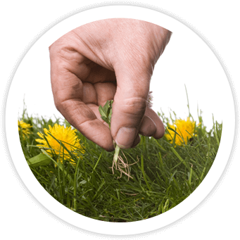 Landscape Cleanups - Abrock Pest Management (358x352), Png Download