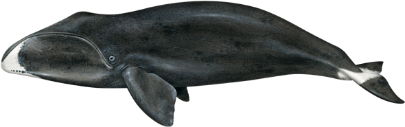 Bowhead Whale (640x427), Png Download