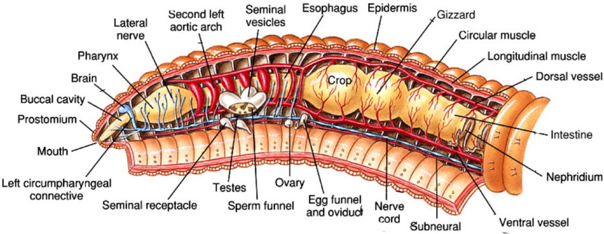 Download Internal Anatomy Of An Earthworm Clipart The - Inside A Termite Queen (900x352), Png Download