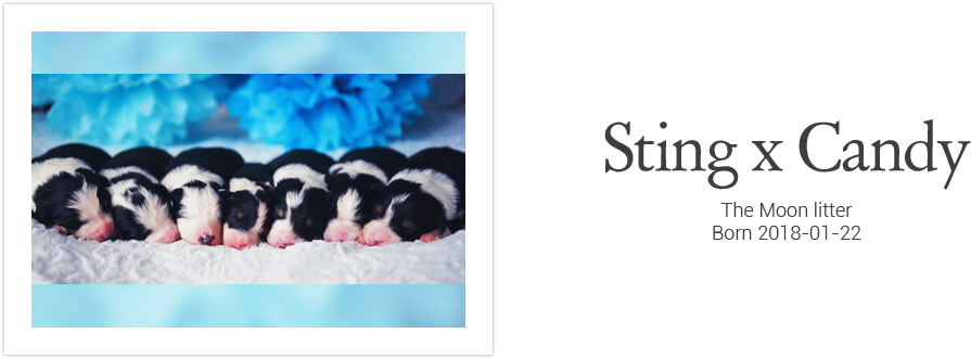 Landseer (1000x342), Png Download