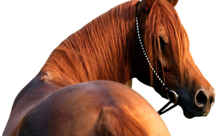 Download - Horse Head Transparent Background (900x558), Png Download