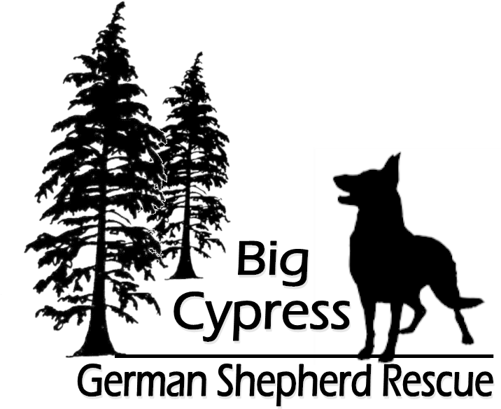 Cropped Logo Png - Redwood Tree Silhouette Png (717x598), Png Download