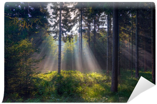 Ferns In A Forest (400x400), Png Download