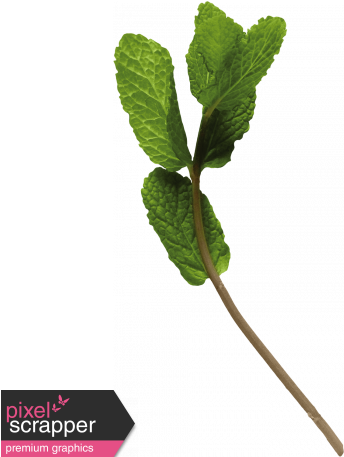 Branch Of Mint - Digital Scrapbooking (456x456), Png Download
