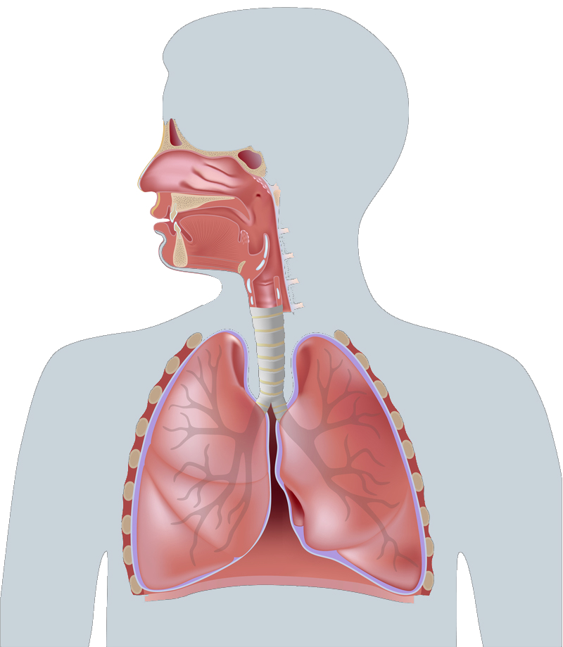 Pari Product Finder - Human Respiratory System Parts And Function (800x919), Png Download