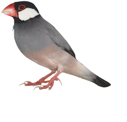 Sparrow Bird Png Photo - Birds Transparent Png (960x638), Png Download
