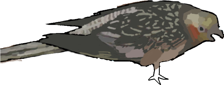 Post - Pigeons And Doves (902x570), Png Download