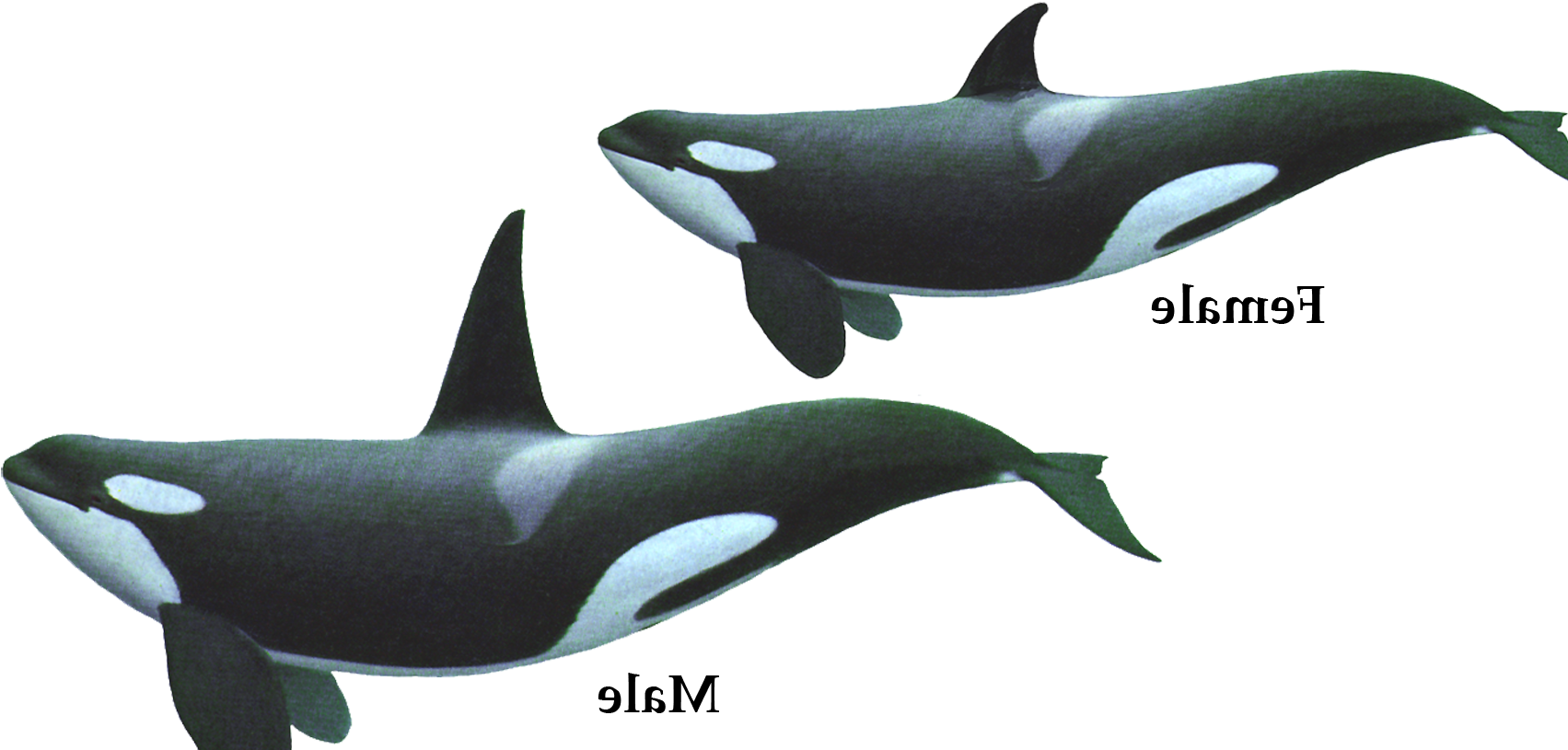 Gallery Description - Wall Decal (1710x860), Png Download