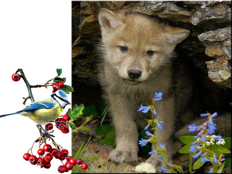 Explore Big Bad Wolf, Wolf Puppies, And More - Wolf Cubs Playing (800x600), Png Download