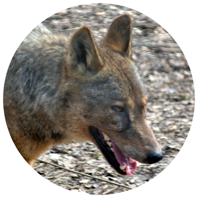 Iberian Wolf Png (400x400), Png Download