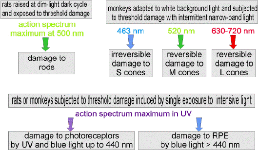 Figure - Non Ionizing Radiation Effects On Human Body (528x315), Png Download