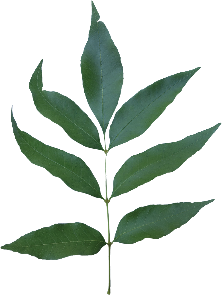 Compound - White Ash Leaf Transparent (800x1067), Png Download