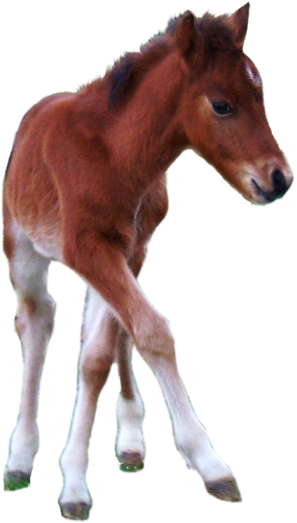 Horse Foal Png (900x841), Png Download