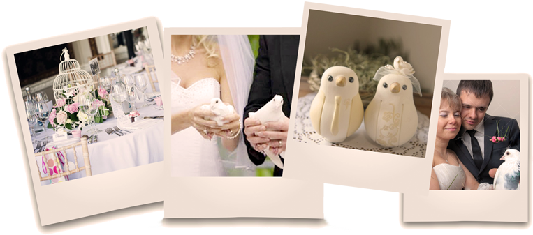 Dove Release For Weddings - Pigeons And Doves (800x375), Png Download