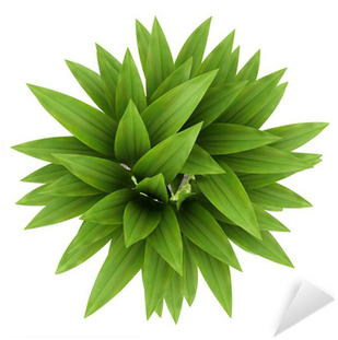 Download Potted Plants Png Top View - Plant Top View Png - HD