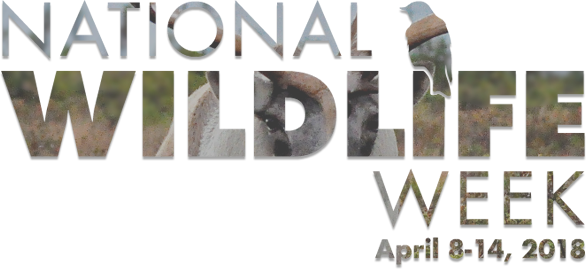 Nww Logo - Logo (586x269), Png Download