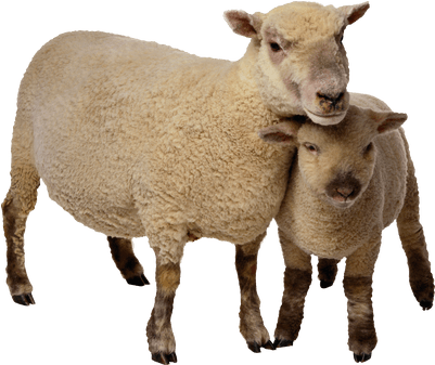 Sheep Mother And Baby - Eyelike Stickers: On The Farm [book] (400x400), Png Download