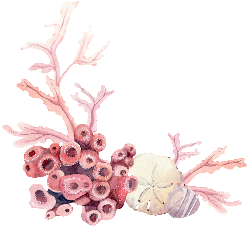 Hand Painted Sea Bottom Plant Png Transparent - Bouquet (1024x921), Png Download