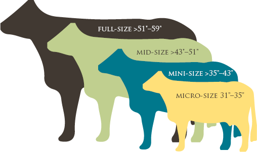 Baby Cows Etsy - Cow Size (508x301), Png Download