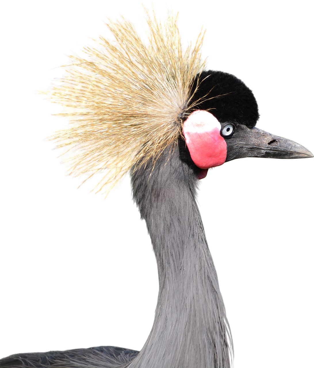 Crowned Gray - Grey Crowned Crane Png (400x400), Png Download