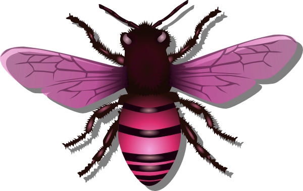 Bee Pink Image - Clipart Bee Insect (600x379), Png Download