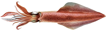 Кальмар Обыкновенный (675x222), Png Download